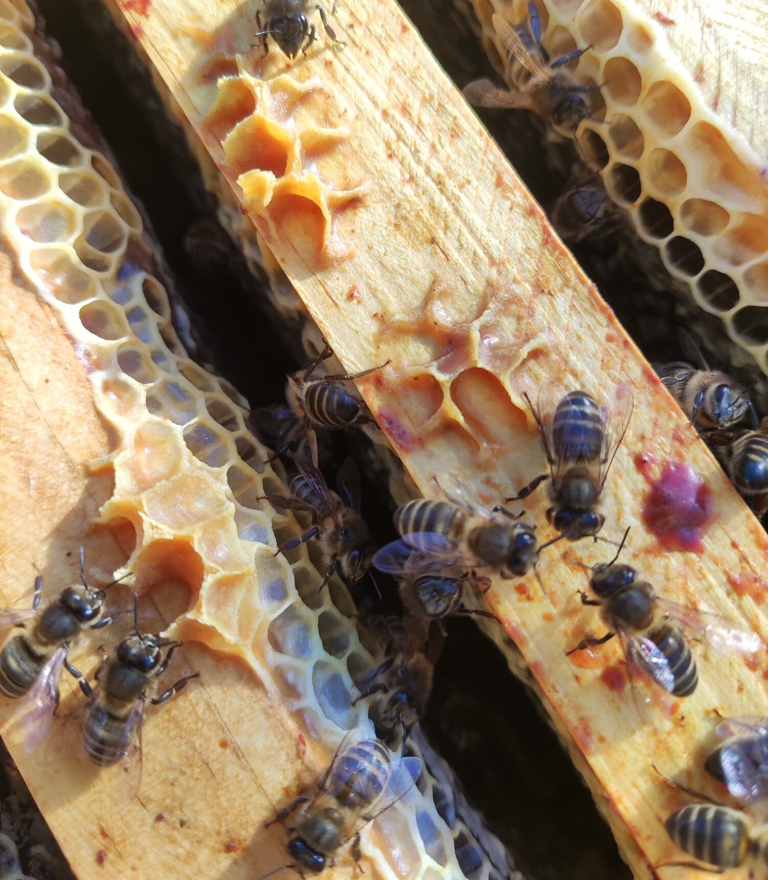 Las abejas hablan