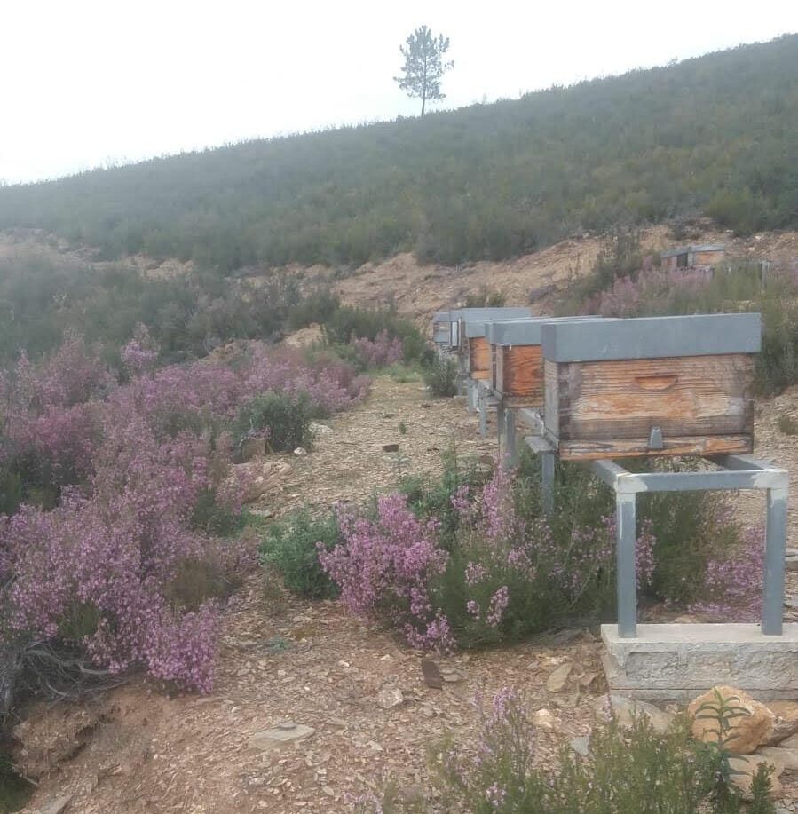 Ya es primavera